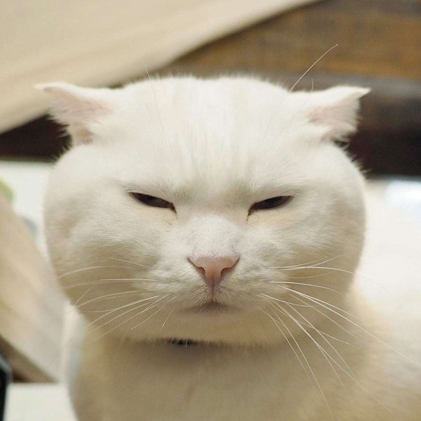 CAT HOPE, CAT THINK, CAT KNOW