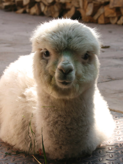 I'D RATHER BE AN ALPACA THAN A CEO