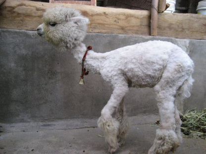 I'D RATHER BE AN ALPACA THAN A CEO